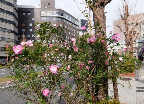 冬に咲く花 信光学院校 イング 大阪の学習塾